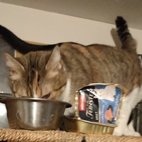 photo de livraison pour La Compagnie des Chats bleus