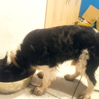 photo de livraison pour SOS Animaux, un Toit pour la Vie