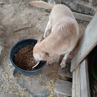 photo de livraison pour asociatia centrul de formare pentru activitati voluntare natura deva