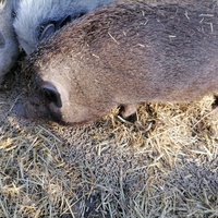 photo de livraison pour Au Bonheur Animal