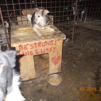 photo de livraison pour Pro Animals Finland ry