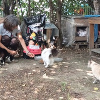 photo de livraison pour Castel Cats