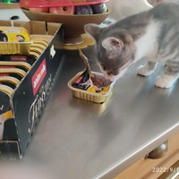 photo de livraison pour Les chats de l'Indifférence