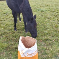 photo de livraison pour Hearthland Royal Horse