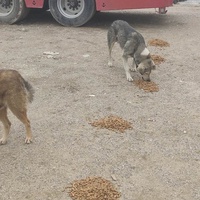photo de livraison pour Civic Initiative Kane Korzo Skopje