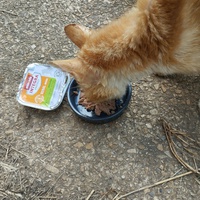 photo de livraison pour Cat Miaou