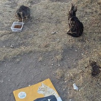 photo de livraison pour Les Chats-Pitresdelavi-Ste