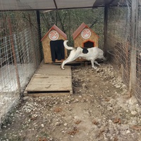 photo de livraison pour Refuge pour chiens de Baia Mare