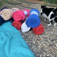 photo de livraison pour Les chats de chez nous