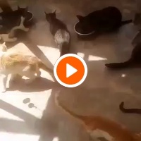 photo de livraison pour Help Adopt Moroccan Animals