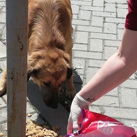 photo de livraison pour Mira Shorak Assante Di Capillo