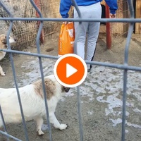 photo de livraison pour SOS Dogs Romania