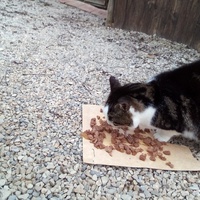 photo de livraison pour Chats errants du val du crenu