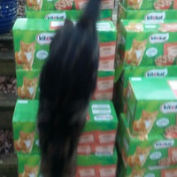 photo de livraison pour Adoption Féline Estuaire