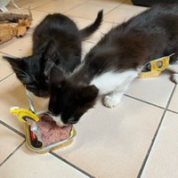 photo de livraison pour Bien vivre avec les Chats Sallélois
