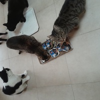 photo de livraison pour Les Amis de Michouette