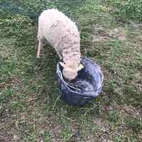 photo de livraison pour La Ferme des Zanimobiles