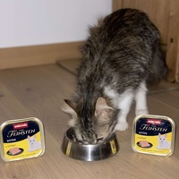 photo de livraison pour Les Chatgabonds