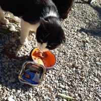 photo de livraison pour Chats errants du val du crenu