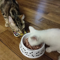 photo de livraison pour L’École du Chat de Saint-Denis Langevin
