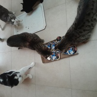 photo de livraison pour Les Amis de Michouette