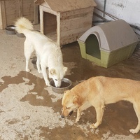photo de livraison pour SOS Animaux Tunisie