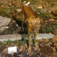 photo de livraison pour Ivana Nikolić