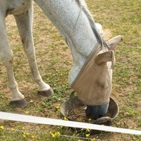 photo de livraison pour Alloue Equine Rescue