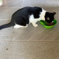 photo de livraison pour STREET CATS
