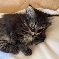 photo de livraison pour Bien vivre avec les Chats Sallélois