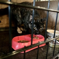 photo de livraison pour Association C.A.T.S. Chat Animal Terrien Solidarité