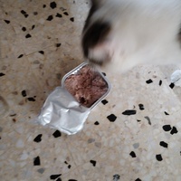 photo de livraison pour Chats Grains d'Amour