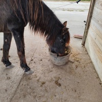 photo de livraison pour Refuge Cheval Nature En Aquitaine