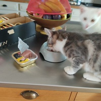 photo de livraison pour Les chats de l'Indifférence