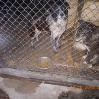 photo de livraison pour Pro Animals Finland ry