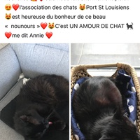 photo de livraison pour Les chats Port-Saint-Louisiens