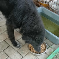 photo de livraison pour Civic Initiative Kane Korzo Skopje