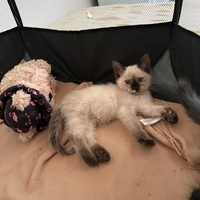 photo de livraison pour Chat Gratouille