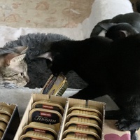 photo de livraison pour Association C.A.T.S. Chat Animal Terrien Solidarité