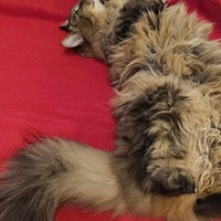 photo de livraison pour A Pas De Chats