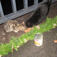 photo de livraison pour Chat Libre de l'Ile du Ramier