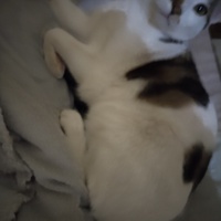 photo de livraison pour Chats Grains d'Amour