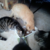 photo de livraison pour Chats errants du val du crenu