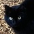 photo animal
