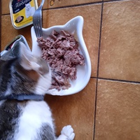 photo de livraison pour Adopte Un Matou
