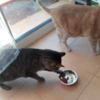photo de livraison pour L'Arche des Amis à pattes