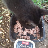 photo de livraison pour Les Chats-Pitresdelavi-Ste