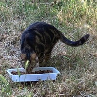 photo de livraison pour Ecole du Chat des Alpilles