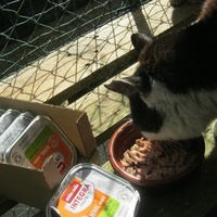 photo de livraison pour Au Bonheur des Chats Libres