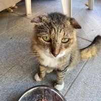 photo de livraison pour STREET CATS